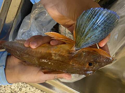 Image of Sapphirine Gurnard