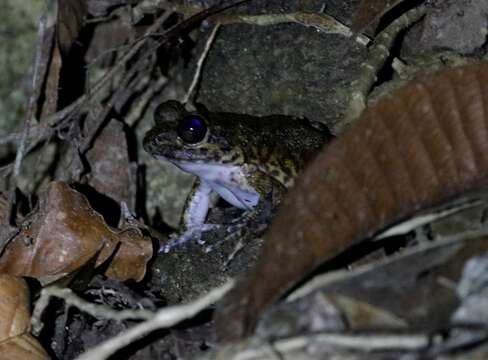 Image of Grandidier's Madagascar Frog