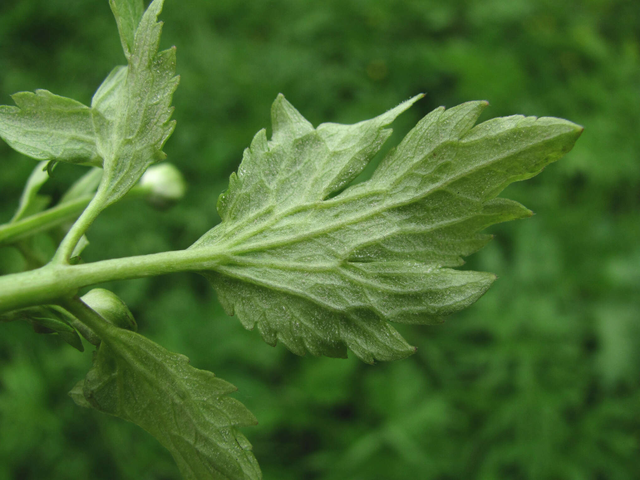 Peronospora ranunculi resmi