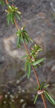 Sivun Anthospermum spathulatum subsp. spathulatum kuva