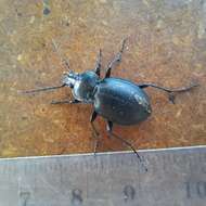 Image of Winstanley Ground Beetle