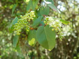 Image of Coccoloba coronata Jacq.