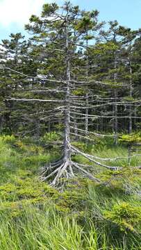 Image de Picea glehnii (F. Schmidt) Mast.