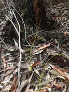Image of Gonocarpus micranthus subsp. ramosissimus Orchard