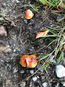 Image de Hygrocybe glutinipes (J. E. Lange) R. Haller Aar. 1956