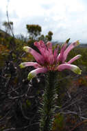 Plancia ëd Erica fascicularis L. fil.