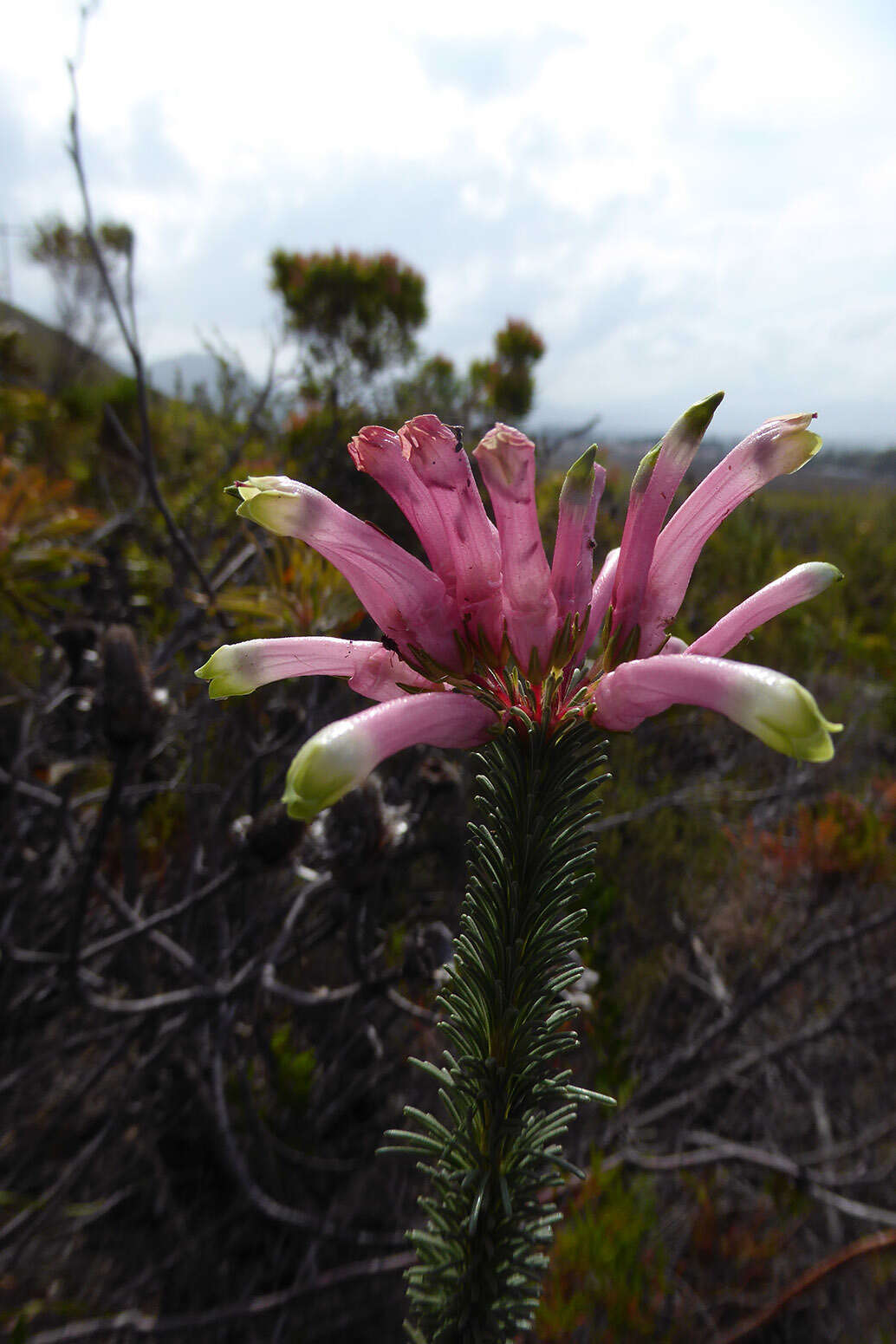 Plancia ëd Erica fascicularis L. fil.