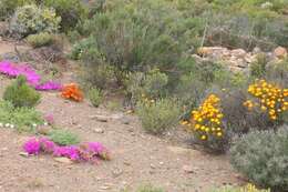 Imagem de Drosanthemum bicolor L. Bol.