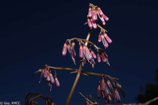 Kalanchoe schizophylla Baill. resmi