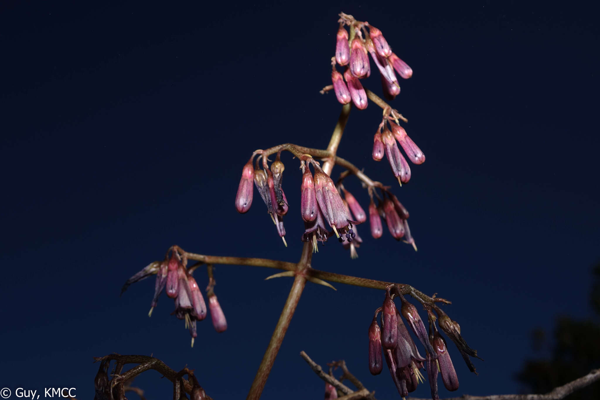 Image of Kalanchoe schizophylla Baill.