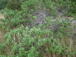 Image de Veronica salicifolia G. Forster