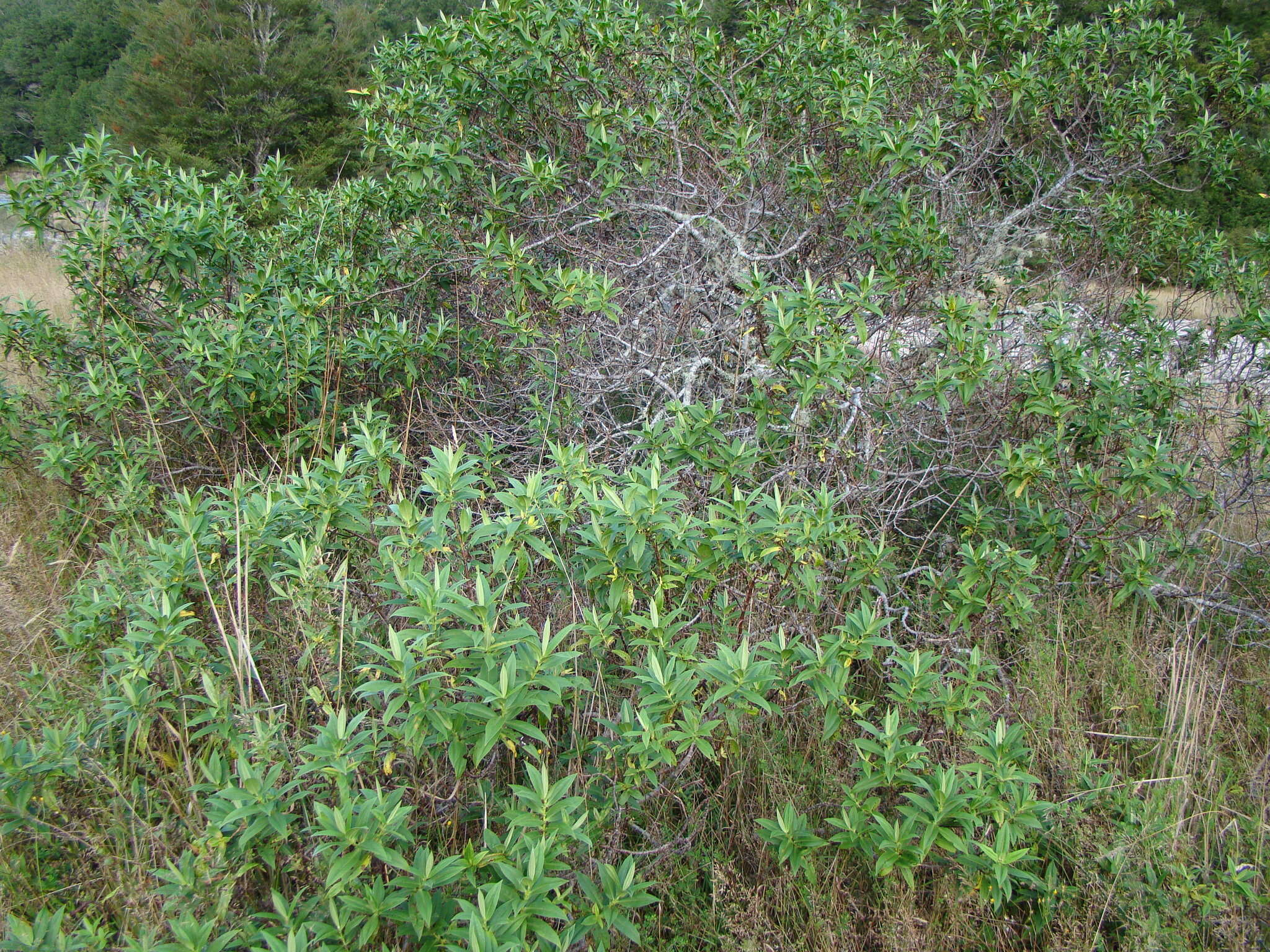 Image de Veronica salicifolia G. Forster