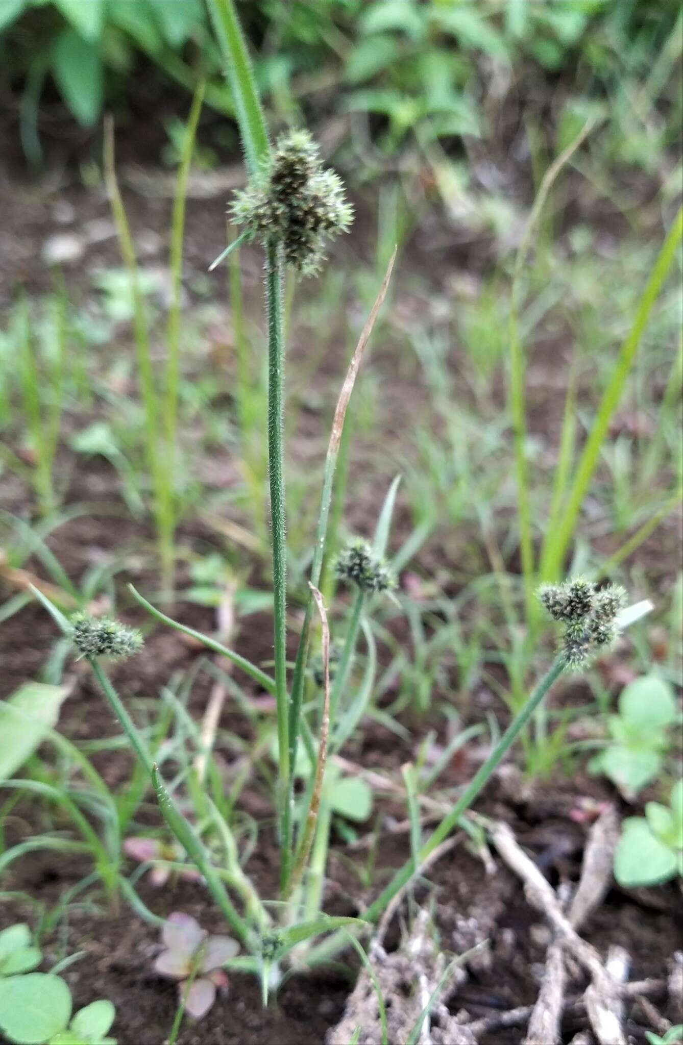 Image of Fuirena ciliaris (L.) Roxb.