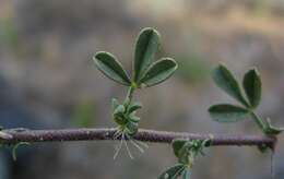 Image of Melolobium adenodes Eckl. & Zeyh.