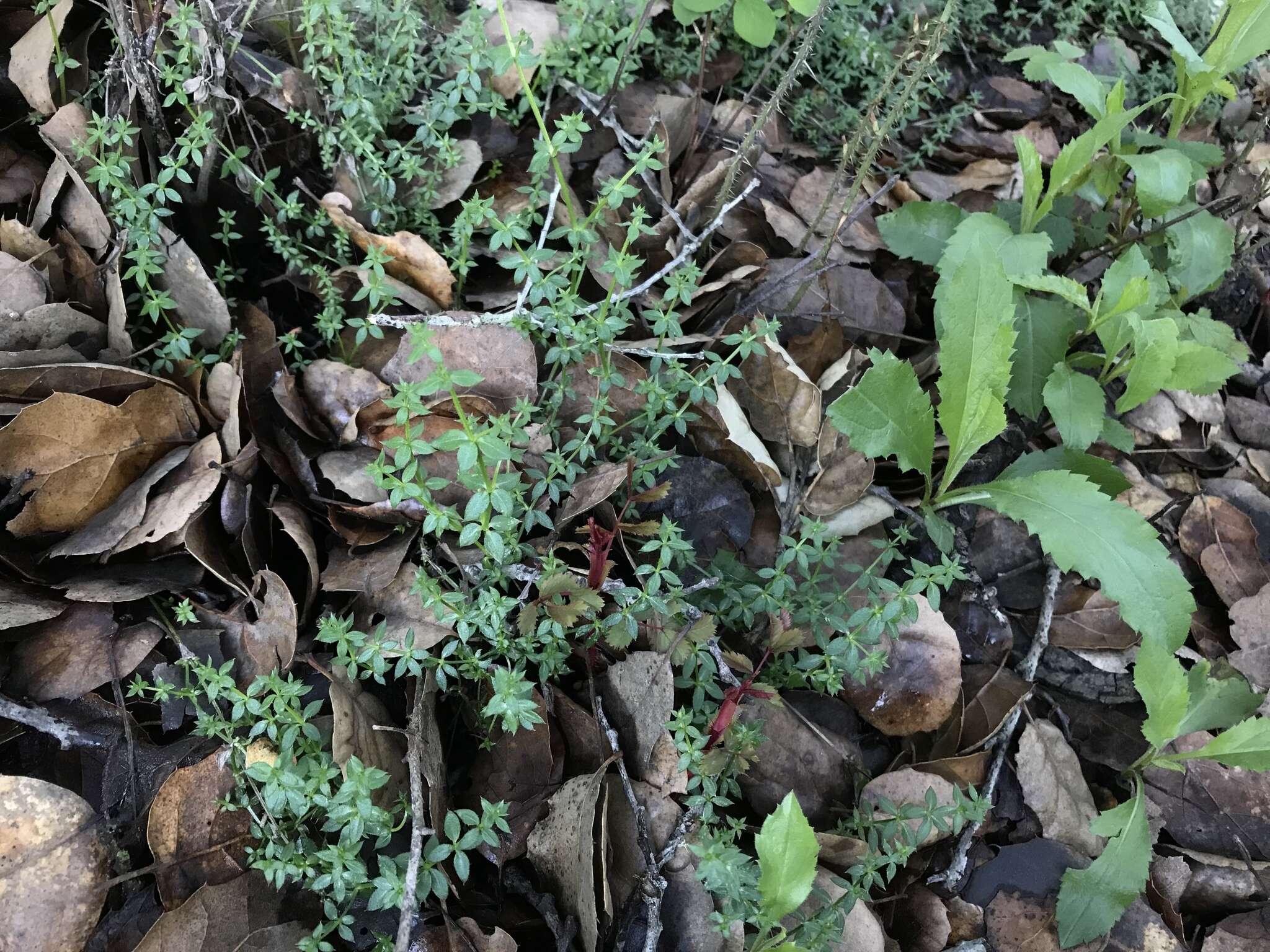 Galium californicum Hook. & Arn. resmi