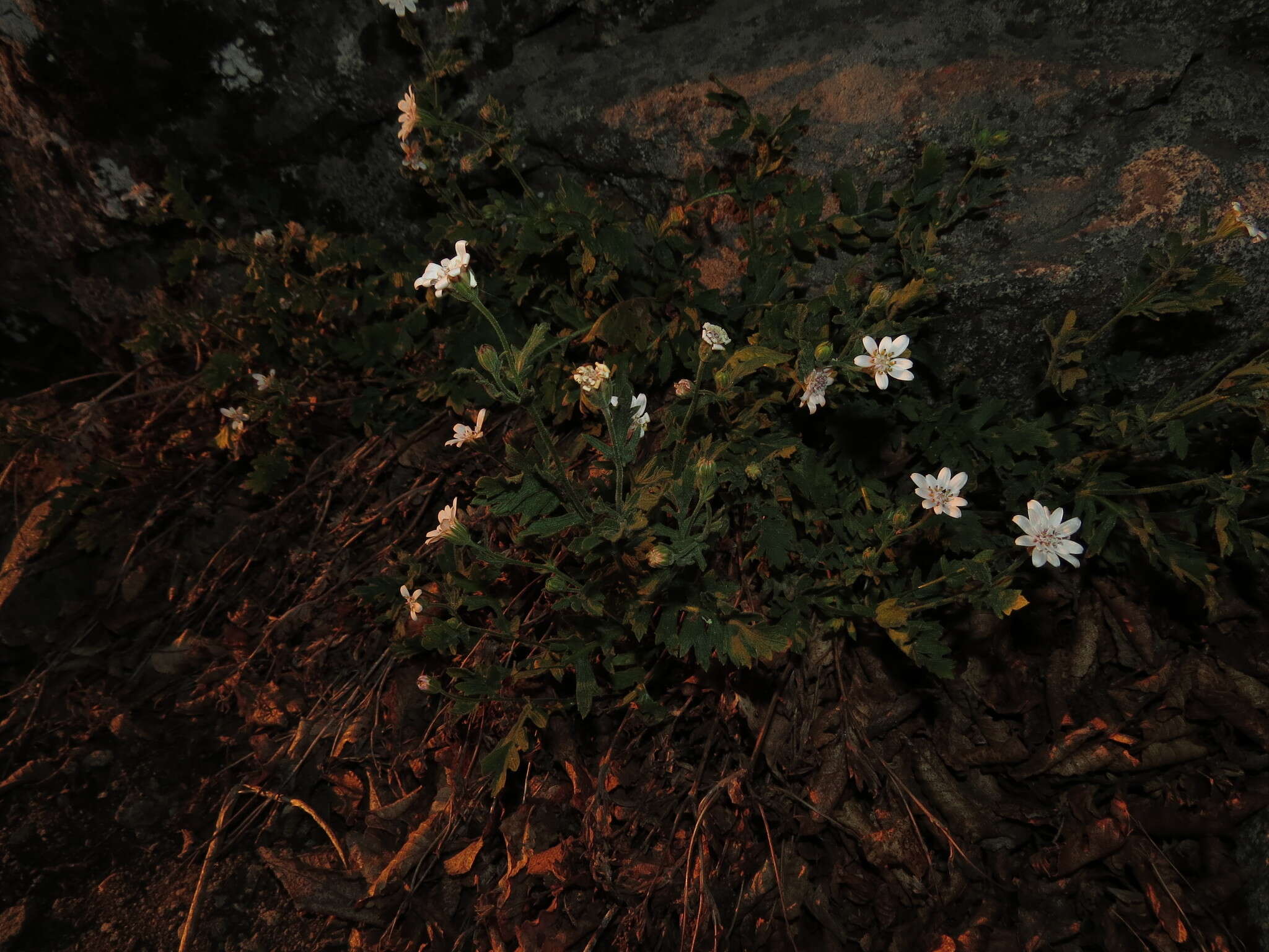 Image of Leucheria cantillanensis