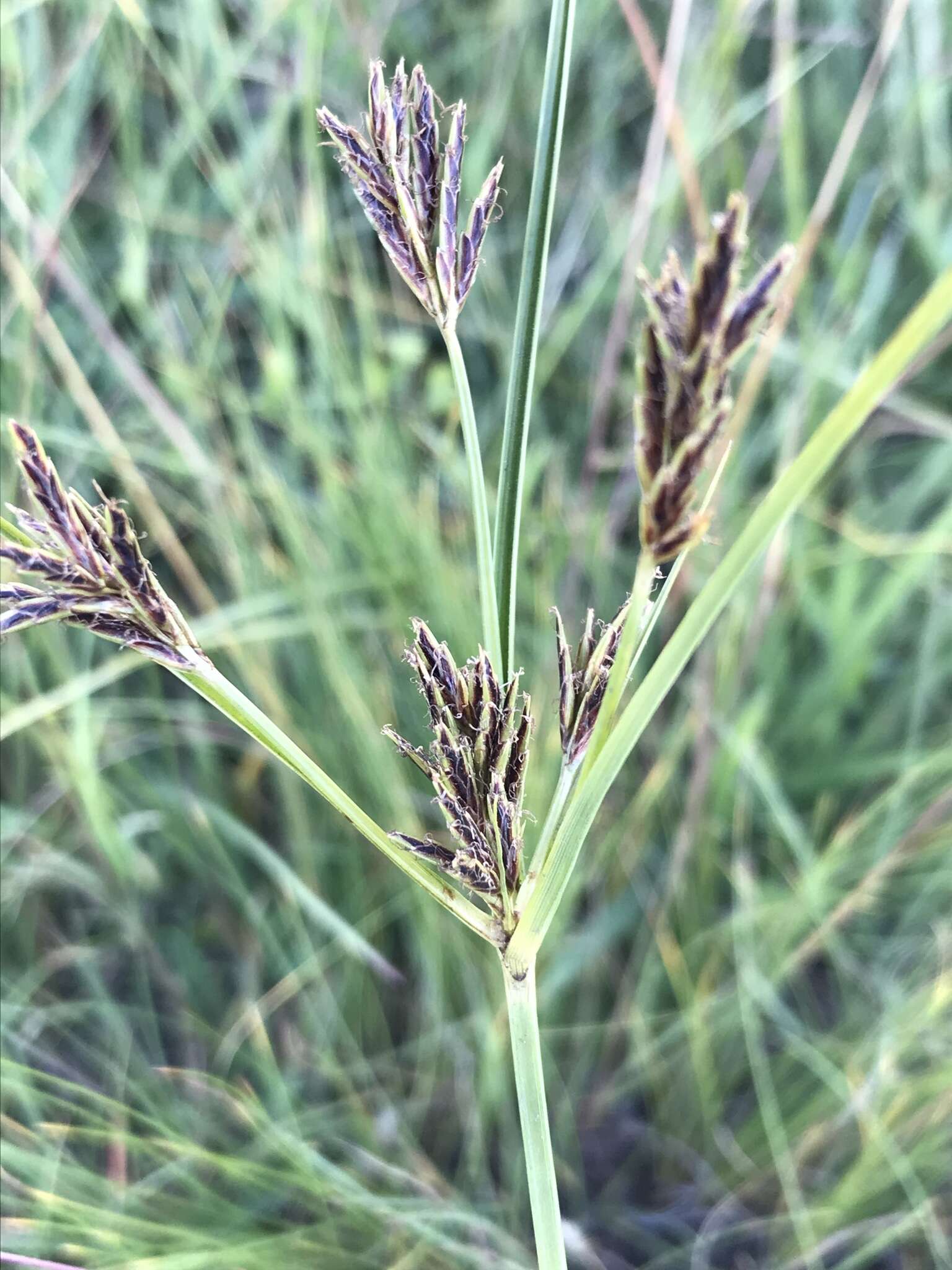 Image of Cyperus rigidifolius Steud.