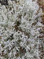 Image de Cladonia arbuscula (Wallr.) Flot.