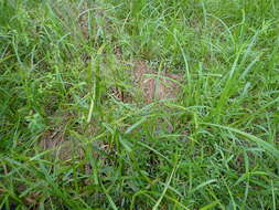 Image of green bulrush