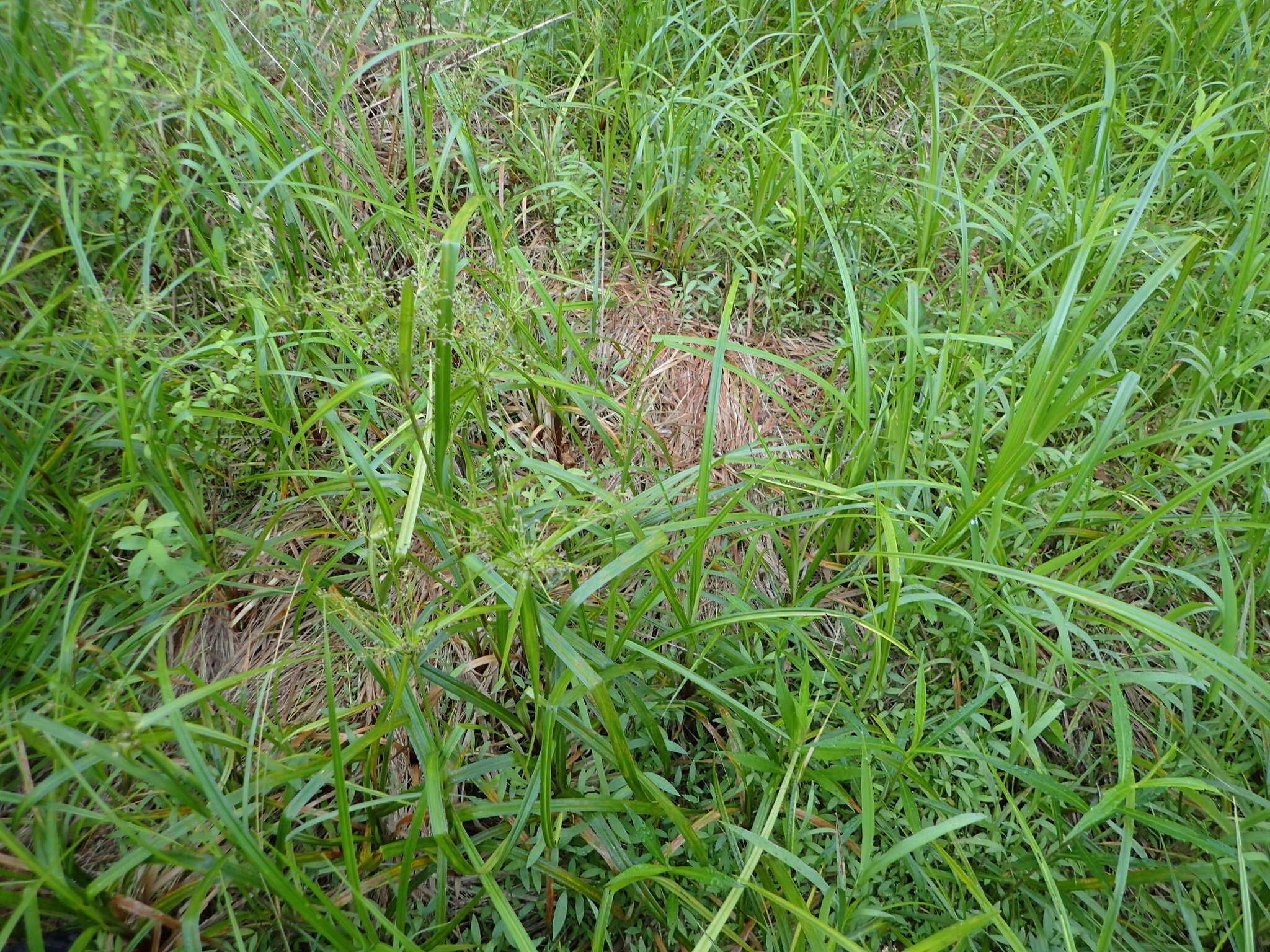 Image of green bulrush