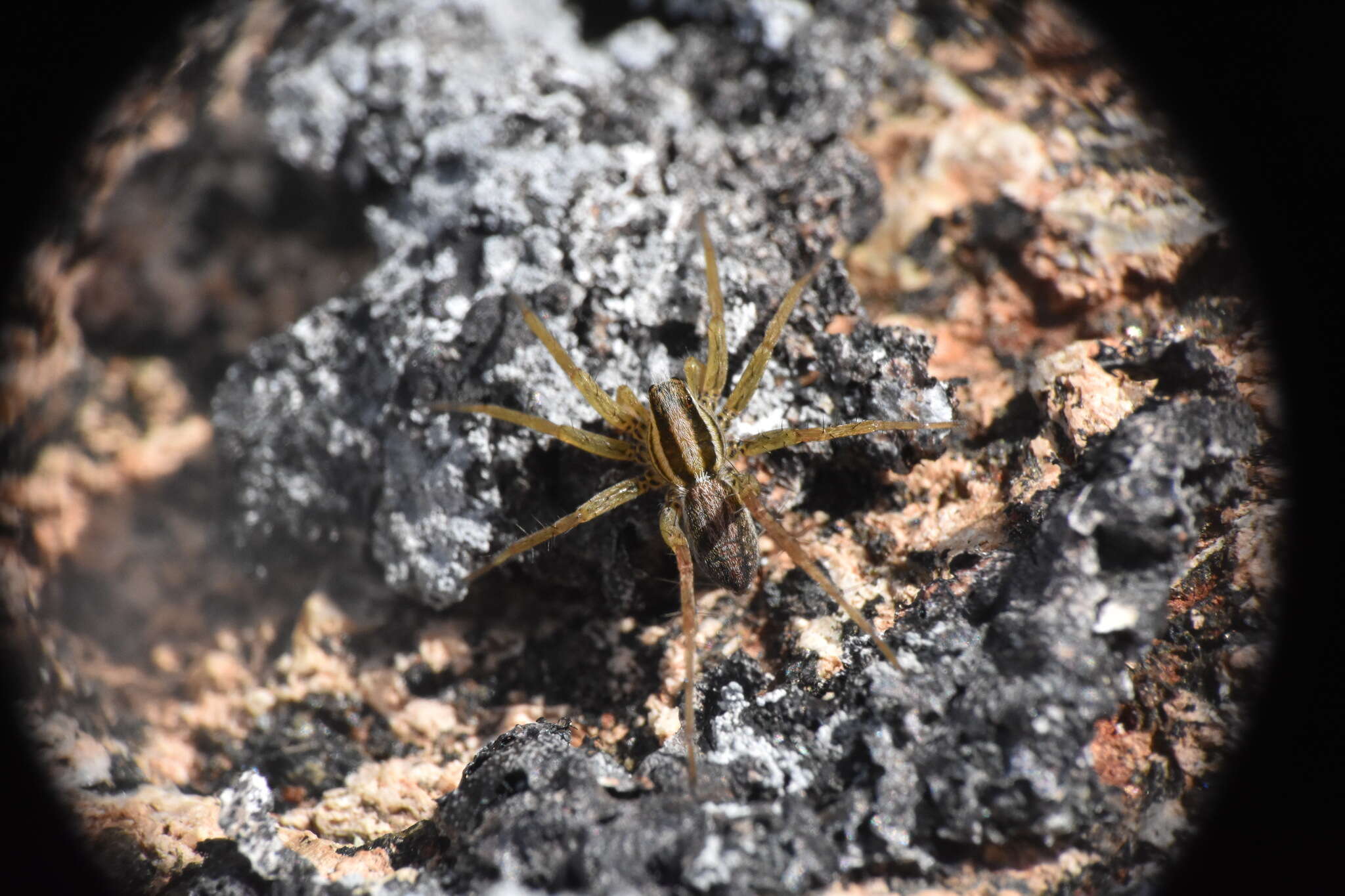 Image of Pardosa distincta (Blackwall 1846)