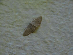 Image of Idaea palaestinensis Sterneck 1933