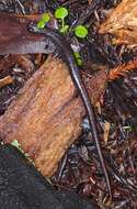 Image of California Slender Salamander