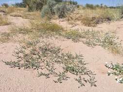 Image of woolly prairie clover