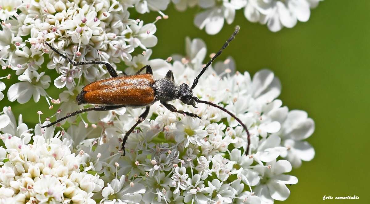 Image of Paracorymbia picticornis