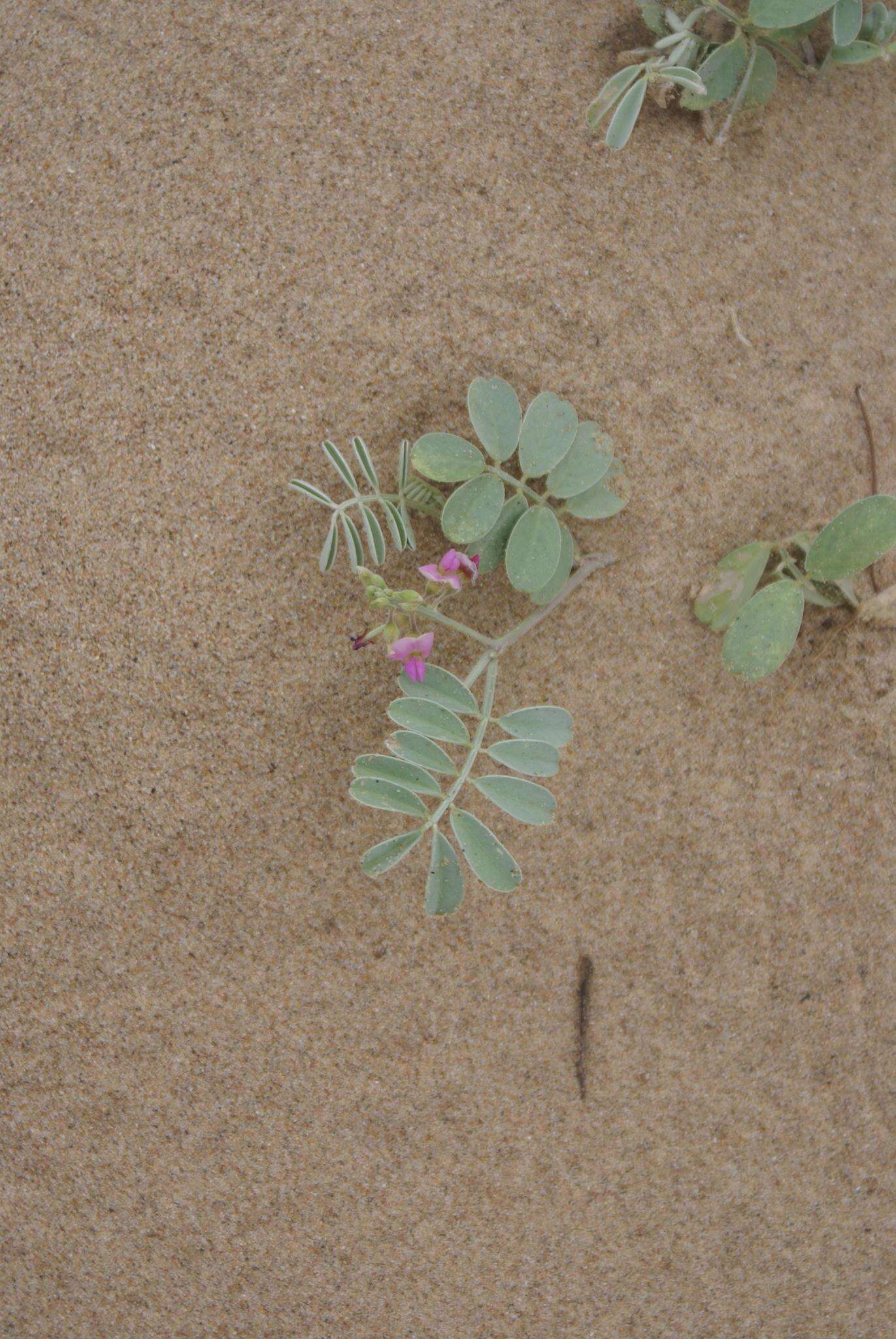 Tephrosia purpurea subsp. canescens (E. Mey.) Brummitt的圖片