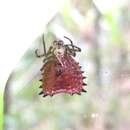 Image of Micrathena ruschii (Mello-Leitão 1945)