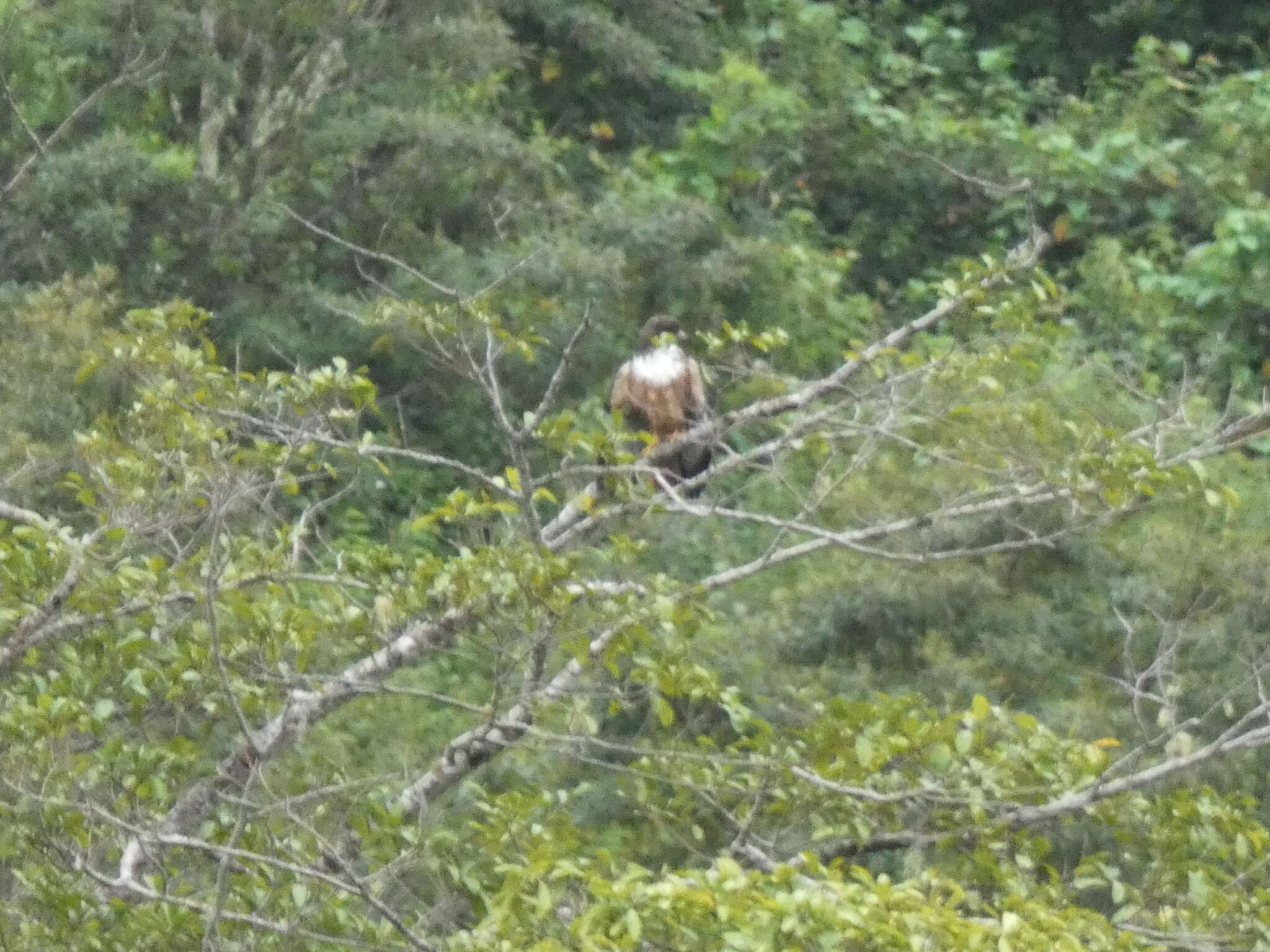 Buteo jamaicensis costaricensis Ridgway 1874 resmi