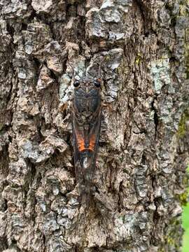 Image of Fiery Ambertail