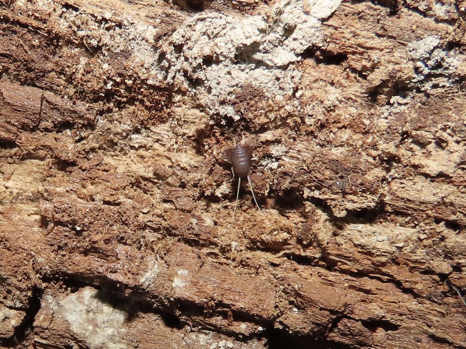 Image de Myrmecophilus (Myrmecophilus) pergandei Bruner & L. 1884