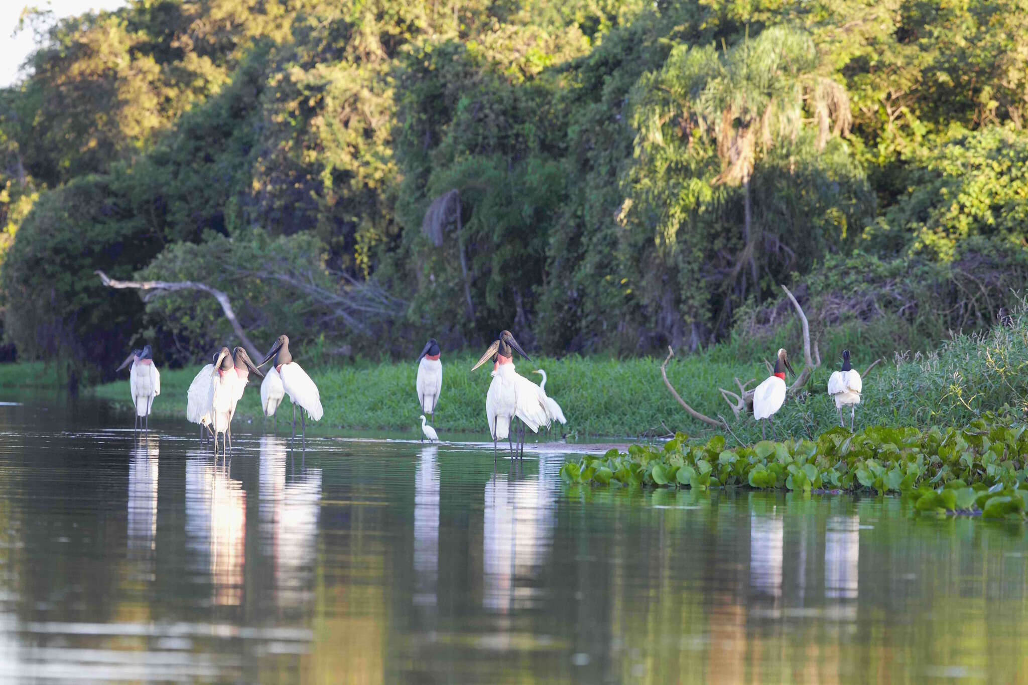 Image of Jabiru Hellmayr 1906