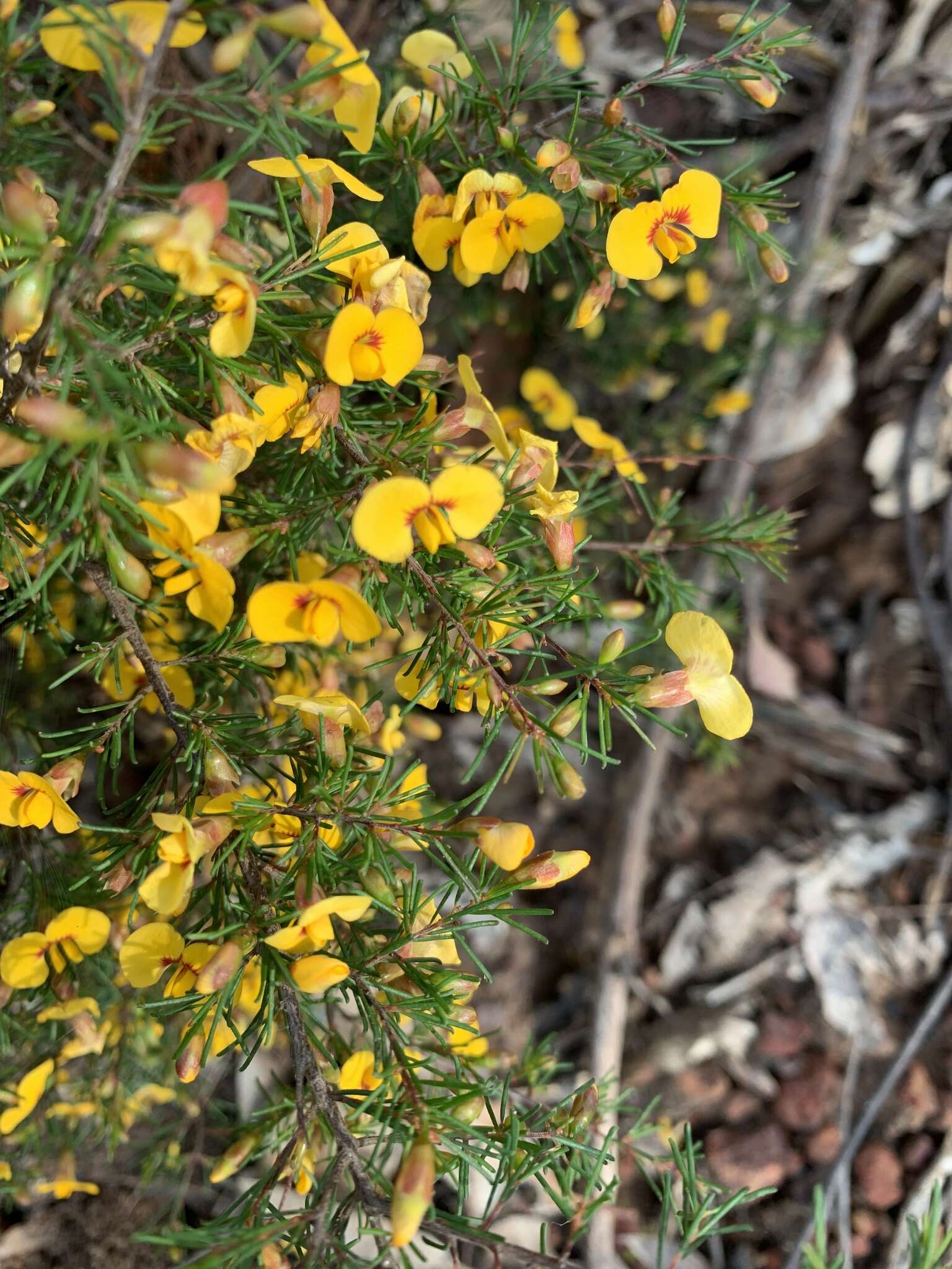 Image of Dillwynia tenuifolia DC.