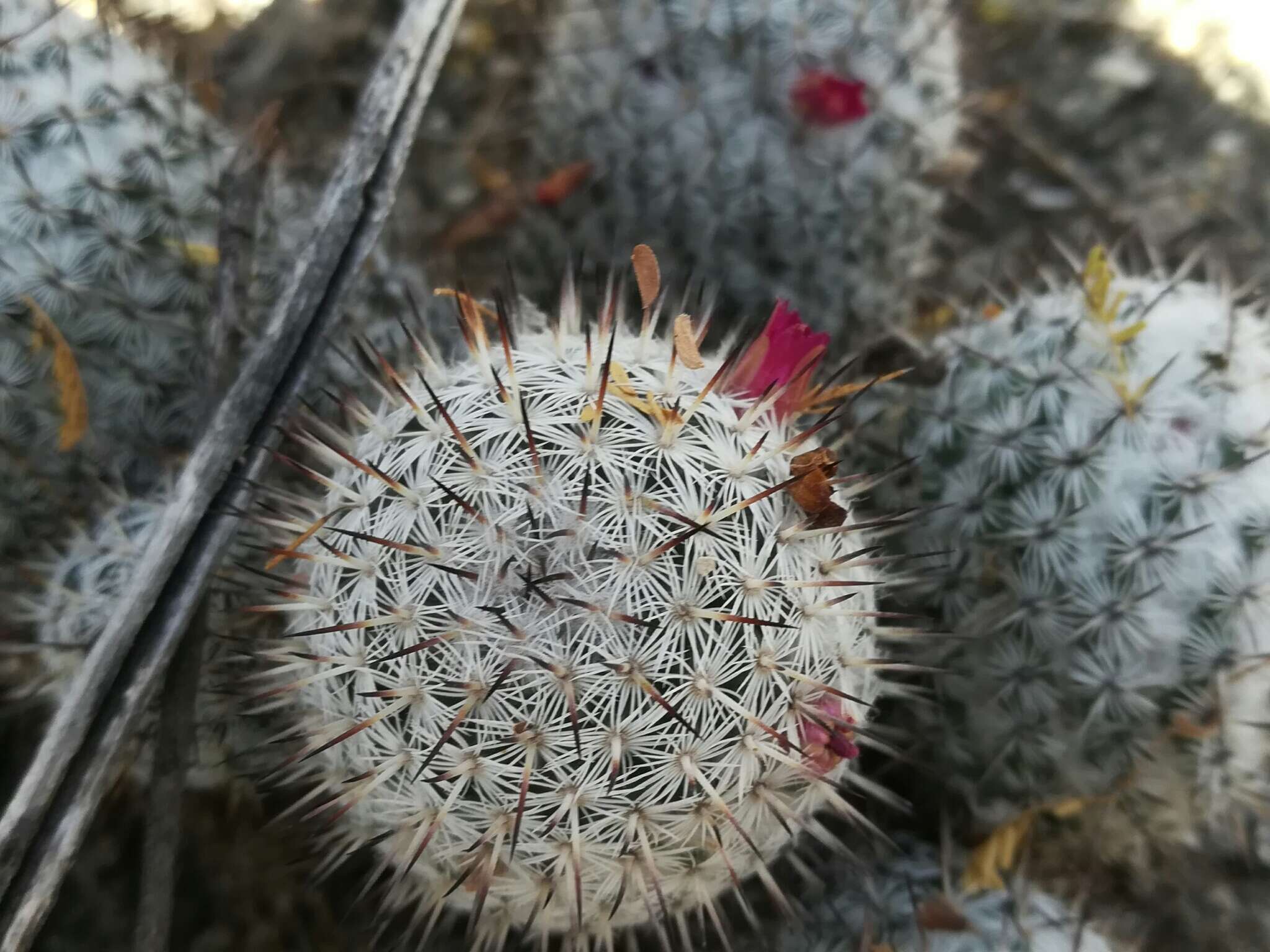 Image of Mammillaria haageana subsp. meissneri