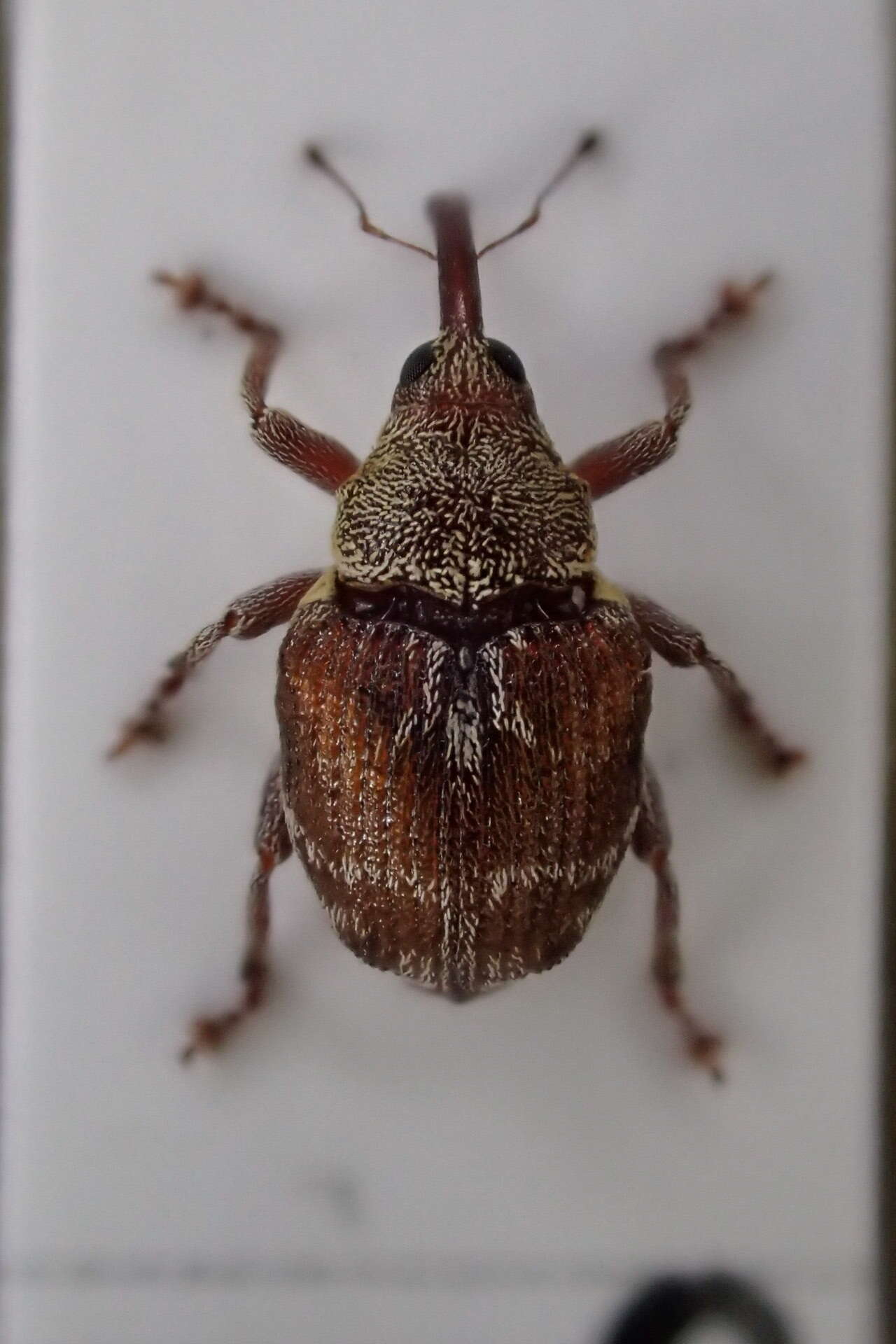 Coeliodes transversealbofasciatus (Goeze & J. A. E. 1777) resmi