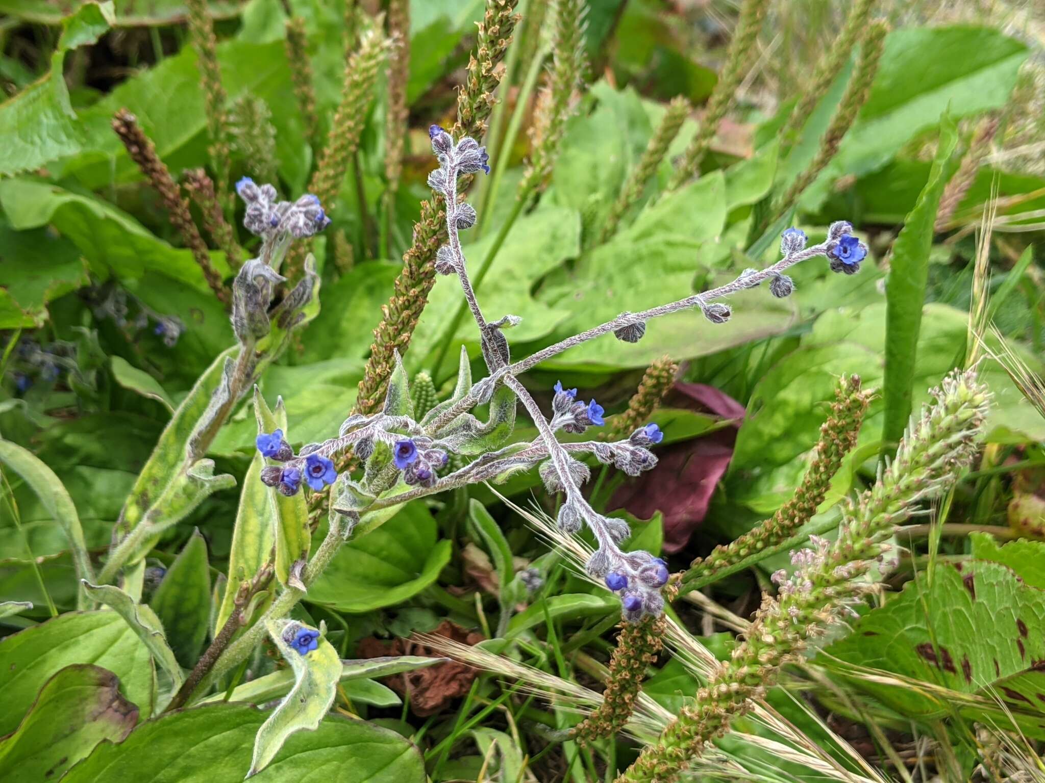 Image de Cynoglossum alpestre Ohwi