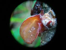 Image of Auricularia minor Kobayasi 1981