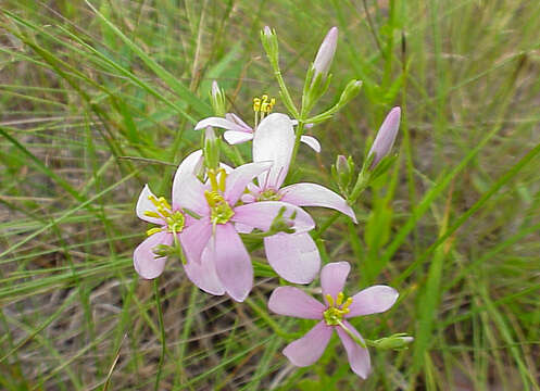 Sabatia brachiata Ell. resmi