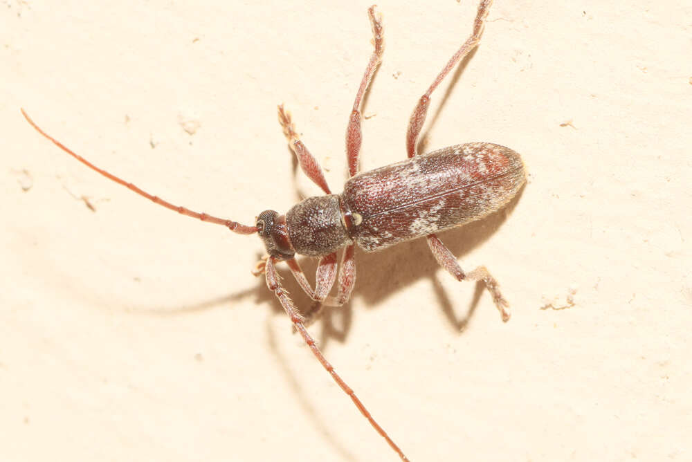 Plancia ëd Anelaphus yucatecus Chemsak & Noguera 2003