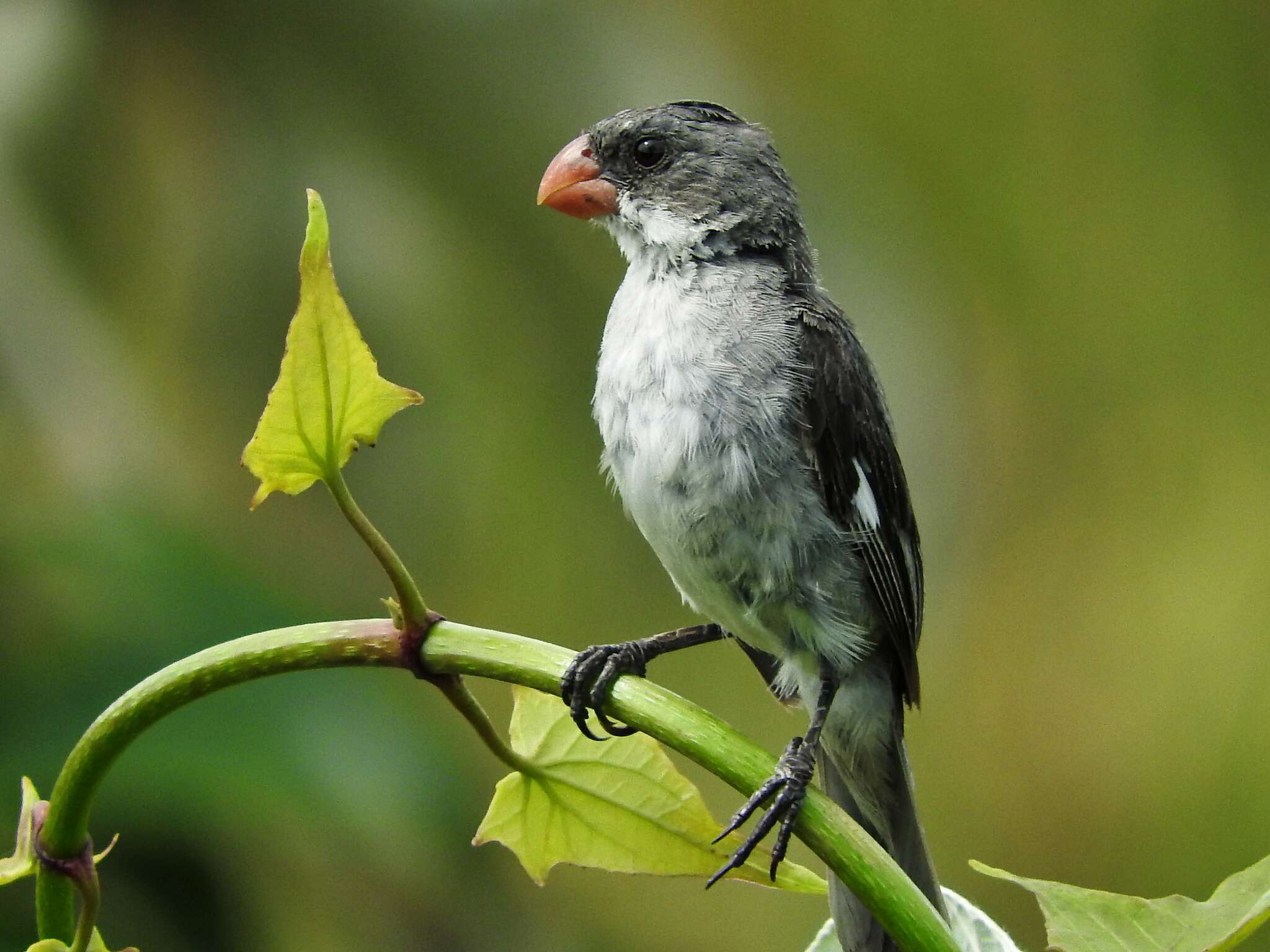 Sporophila leucoptera (Vieillot 1817) resmi