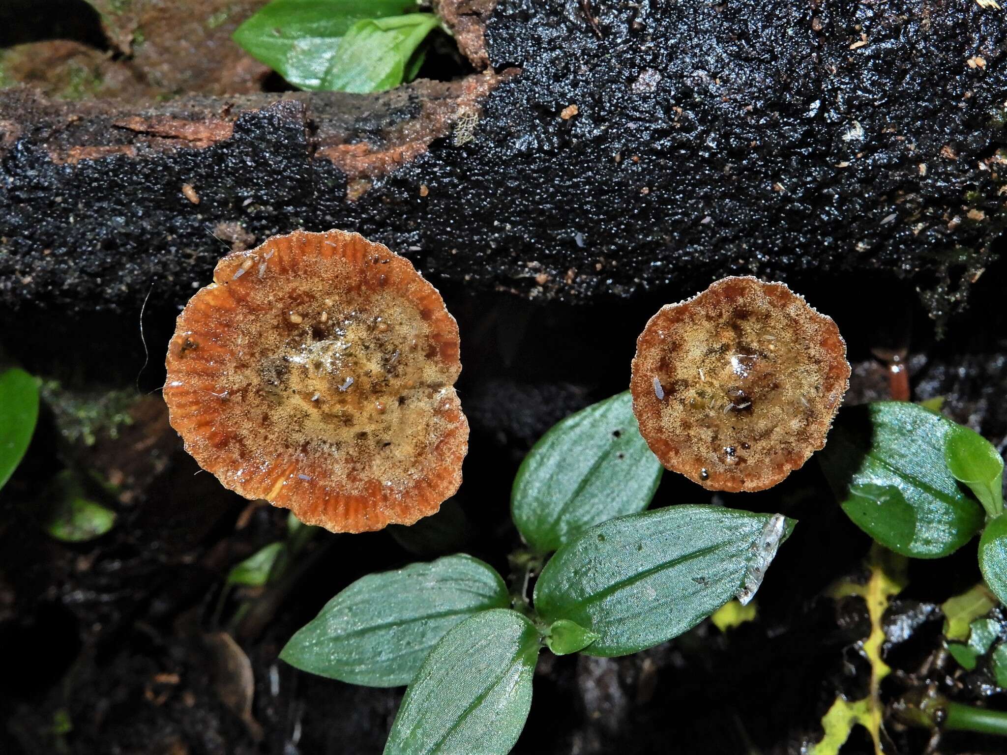 Image de Heimiomyces atrofulvus (G. Stev.) E. Horak 1971