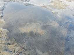 Image of California Butterfly Ray