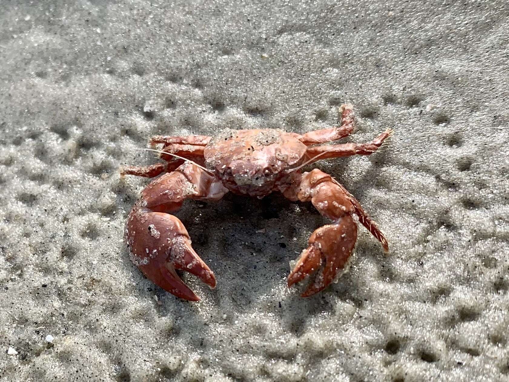 Image of spotted porcelain crab