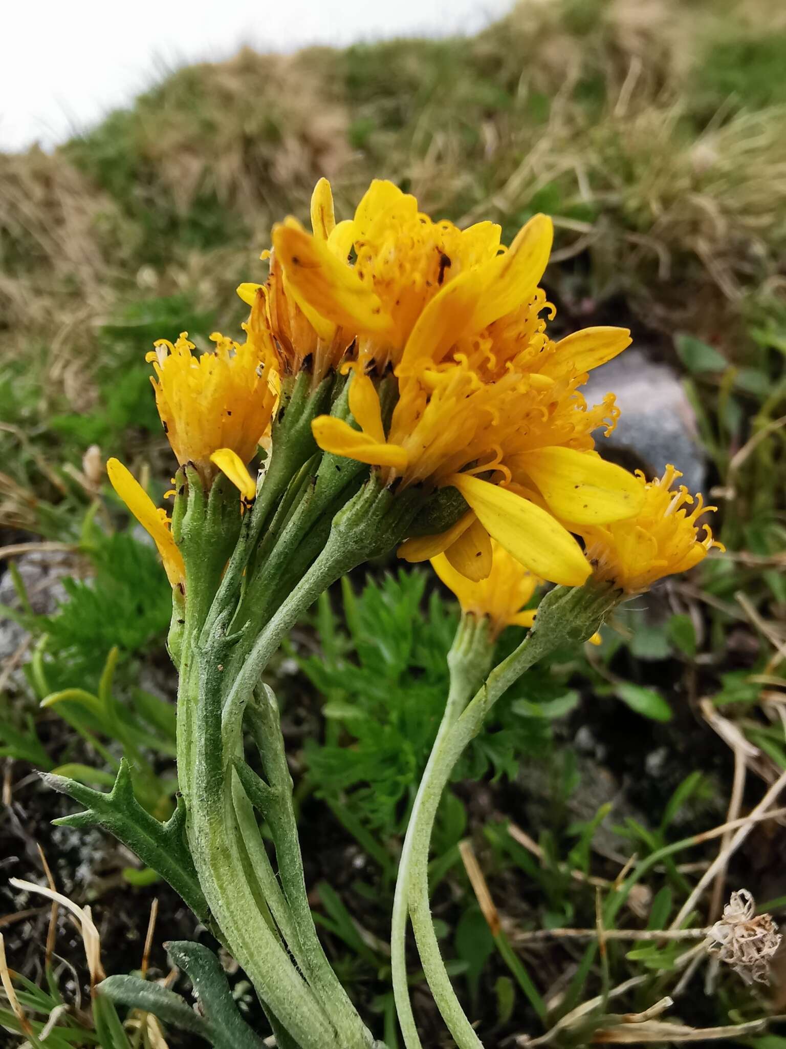 Image of Jacobaea carniolica (Willd.) Schrank