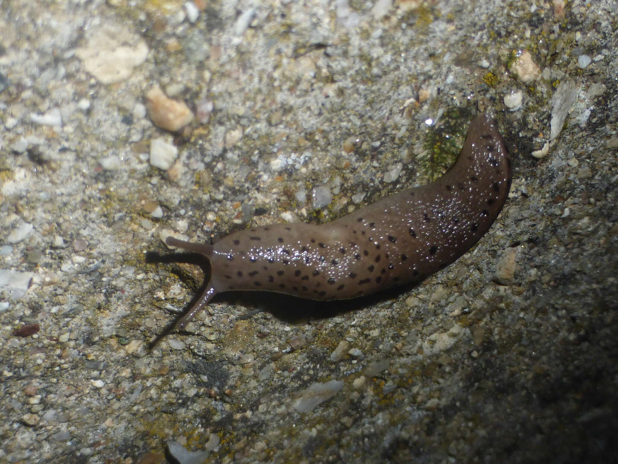 Image de Limax conemenosi O. Boettger 1882