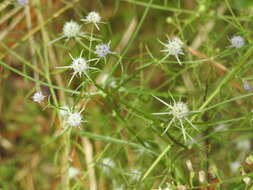 Image de Eryngium integrifolium Walt.