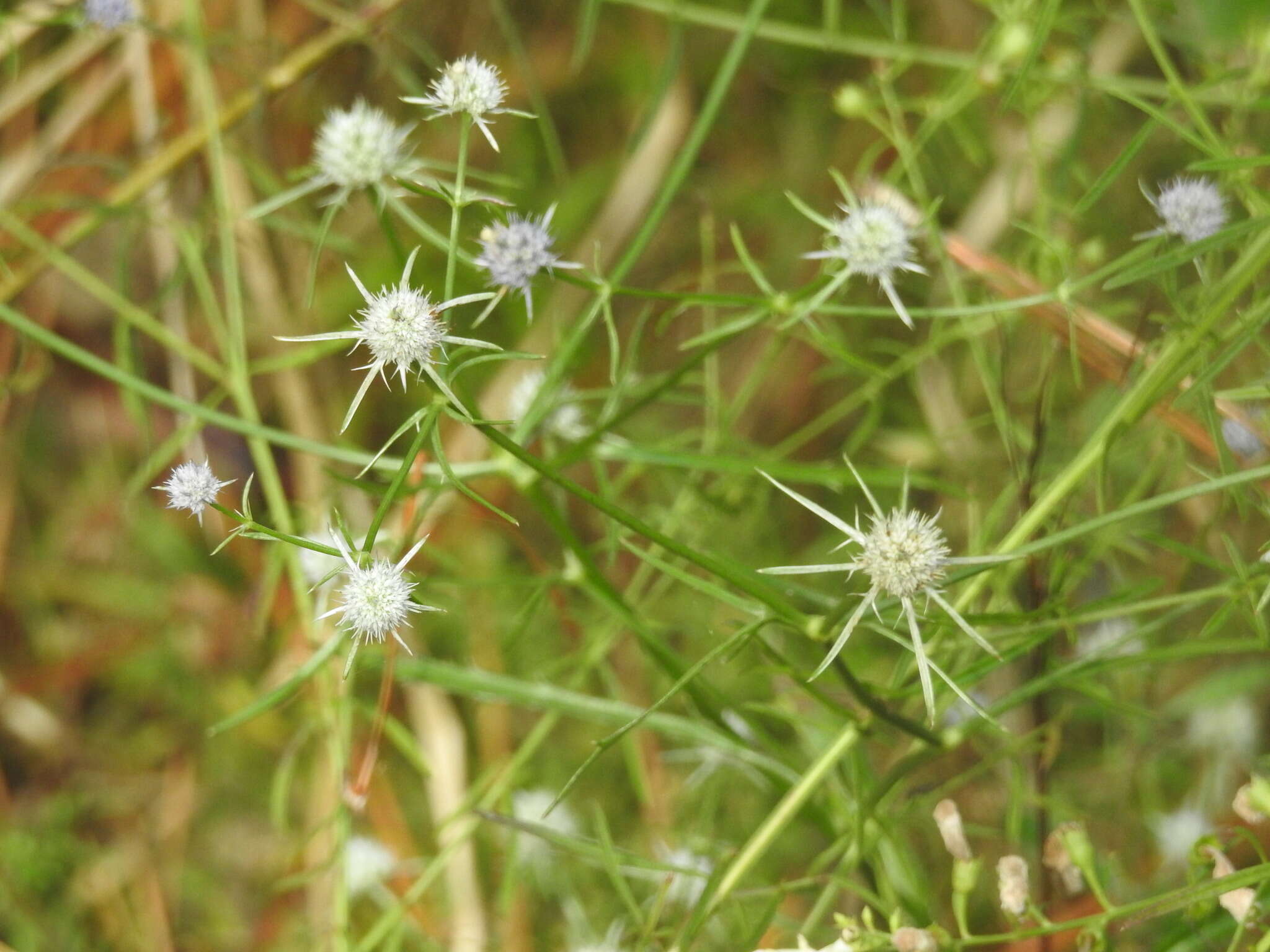 Image de Eryngium integrifolium Walt.